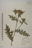 小薊藏品圖，第1張