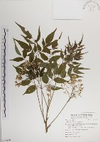 楝、苦楝藏品圖，第1張