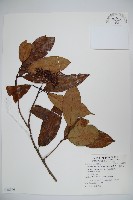 水紅木藏品圖，第1張