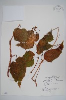 登錄號:S059001藏品圖，第1張