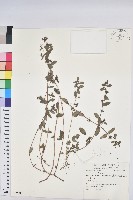 乳仔草藏品圖，第1張