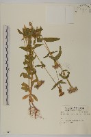 登錄號:S059009藏品圖，第1張