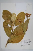 登錄號:S059013藏品圖，第1張