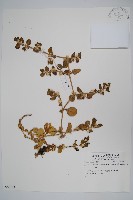 登錄號:S059014藏品圖，第1張