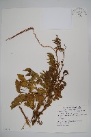 毛子草藏品圖，第1張