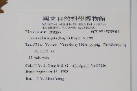 毛子草藏品圖，第2張