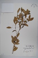 粉葉小檗藏品圖，第1張