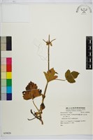 登錄號:S059026藏品圖，第1張