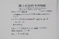 琉璃草藏品圖，第2張