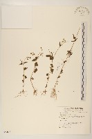 小米菊藏品圖，第1張