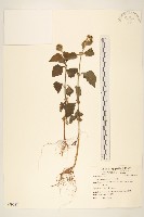 豨簽藏品圖，第1張