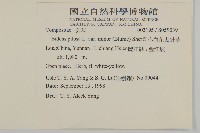 小白花鬼針藏品圖，第2張