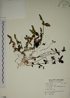 爵床藏品圖，第1張