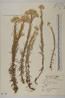 香青藏品圖，第1張