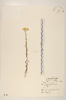 鼠麴草藏品圖，第1張