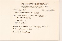 鼠麴草藏品圖，第2張