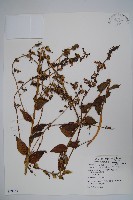 桔梗藏品圖，第1張