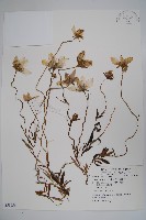 雞蛋參藏品圖，第1張