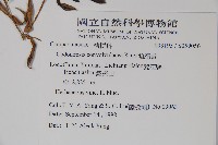 雞蛋參藏品圖，第2張