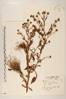 千星菊藏品圖，第1張