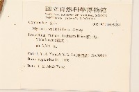 千星菊藏品圖，第2張