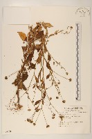 千星菊藏品圖，第1張