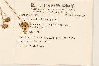 千星菊藏品圖，第2張