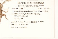 火絨草藏品圖，第2張