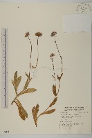 山白蘭藏品圖，第1張