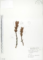 列當藏品圖，第1張