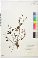 登錄號:S059078藏品圖，第1張