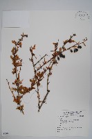 登錄號:S059081藏品圖，第1張