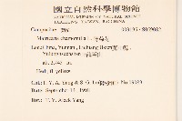 野菊花藏品圖，第2張