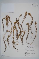 桔梗藏品圖，第1張