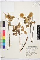 金毛鐵線蓮藏品圖，第1張