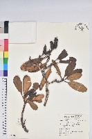 大白杜鵑藏品圖，第1張