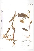 登錄號:S059099藏品圖，第1張