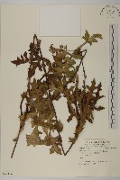 登錄號:S059106藏品圖，第1張