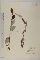 登錄號:S059107藏品圖，第1張