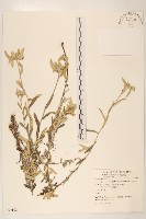 火絨草藏品圖，第1張