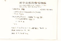 火絨草藏品圖，第2張