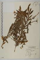 紫菀藏品圖，第1張