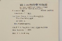 紫菀藏品圖，第2張