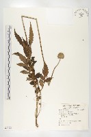 川續斷藏品圖，第1張