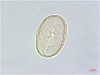 杏葉防風藏品圖，第2張