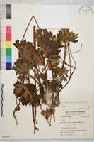 登錄號:S059145藏品圖，第1張