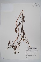 狗尾草藏品圖，第1張