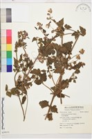 毛茛葉鐵線蓮藏品圖，第1張