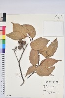 登錄號:S059153藏品圖，第1張