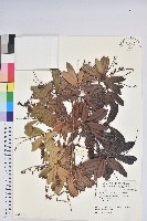 馬醉木藏品圖，第1張